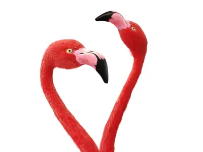 Flamingo two flamingos 3D model