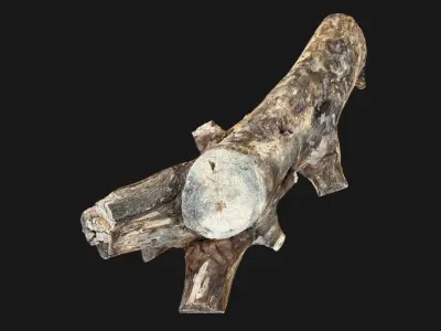 Tree trunk 3d scan highpoly 3D model