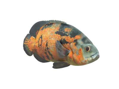 Fish Collection 3D model