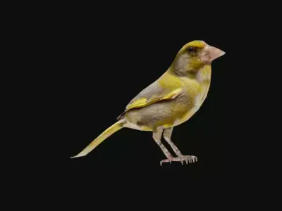 greenfinch 3d models Low-poly 3D model
