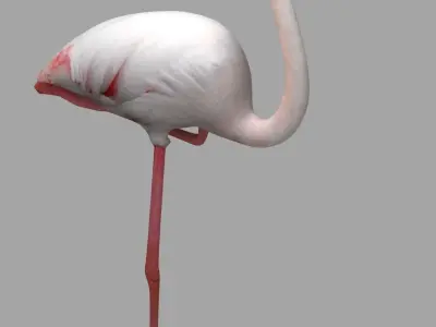 Flamingo Low-poly 3D model