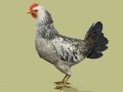 HEN RIGGED ANIMATED 4 Low-poly 3D model