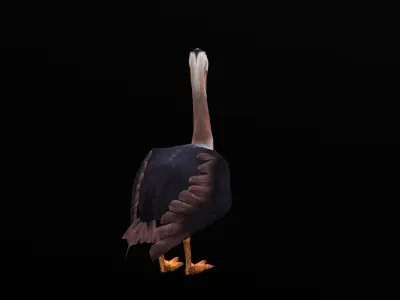 low-poly animated pelican pelecanus Low-poly 3D model