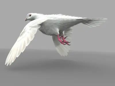 Dove - rigged - animated 3D model