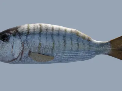 Mormyrus Photorealistic  sea fish Rigged Animated Low-poly 3D model