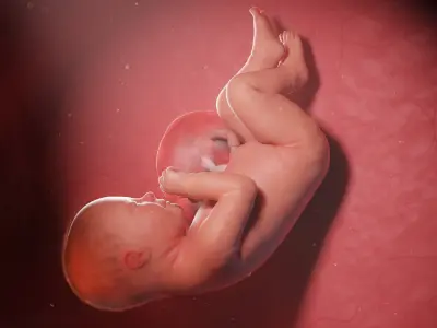 Fetus Anatomy Week 38 Static 3D model