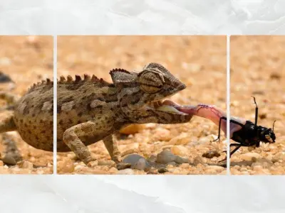 Triptych Wall Art Chameleon Low-poly 3D model