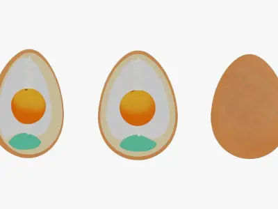 Anatomy Of Bird Egg Low-poly 3D model