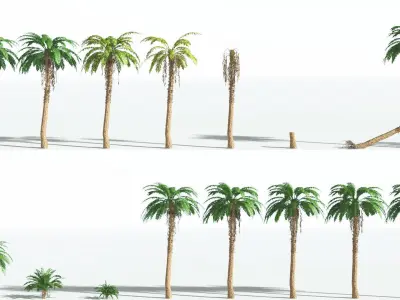 EVERYPlant African Oil Palm 2 --16 Models-- 3D model