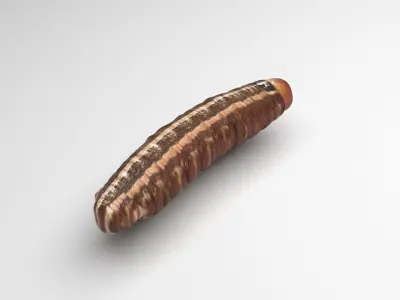 Cutworm 3D model