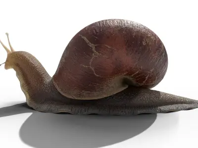 Garden snail Low-poly 3D model