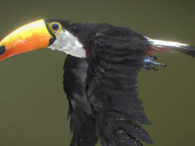 Toco Toucan 3D model