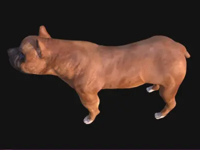 Boxer Dog Low-poly 3D model