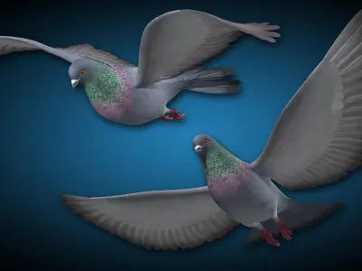Pigeon A - Flight 3D model