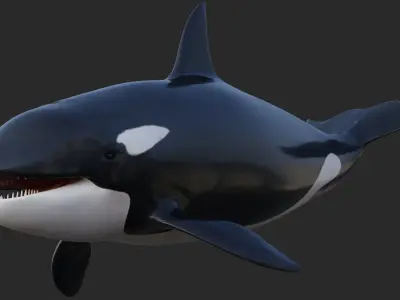  Killer Whale  Rigged 8K Low-poly 3D model