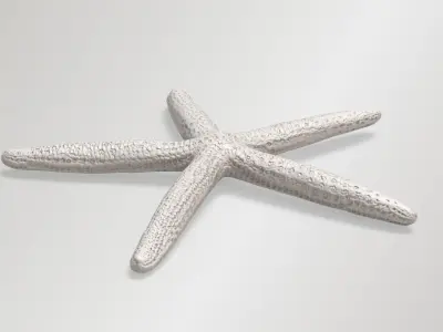 Finger Starfish Low-poly 3D model