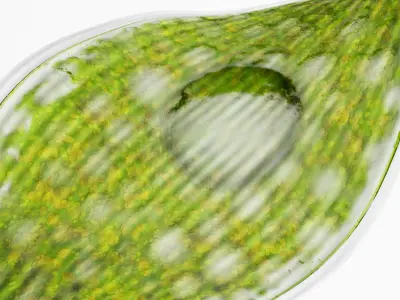 Phacus rigged Low-poly 3D model