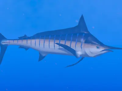 Blue Marlin Low-poly 3D model