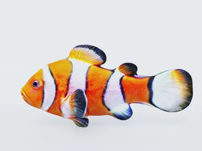 Clownfish Free 3D model