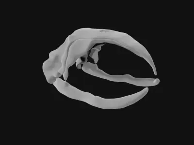 Bowhead Whale Skull 3D model