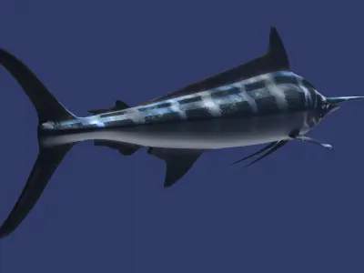 Marlin fish flying 3D model