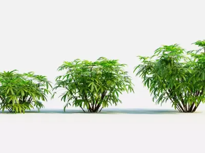 Chuniophoenix humilis c 3D model