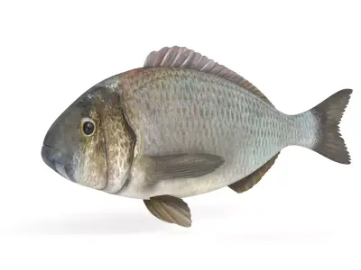 Bream Fish 3D model