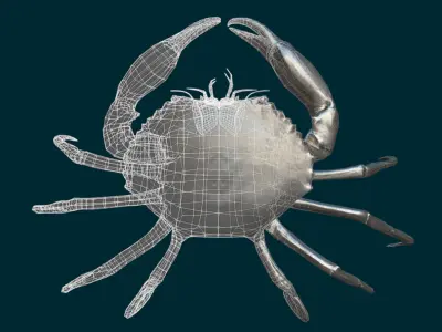 Realistic Crab Animated 3D model