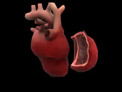 Heart Medical Science Low-poly 3D model