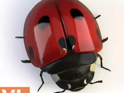 Ladybird ladybug 3D model