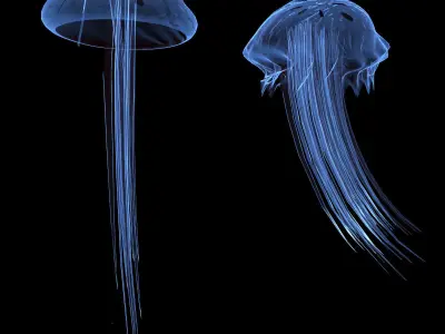 Jellyfish two 3D model