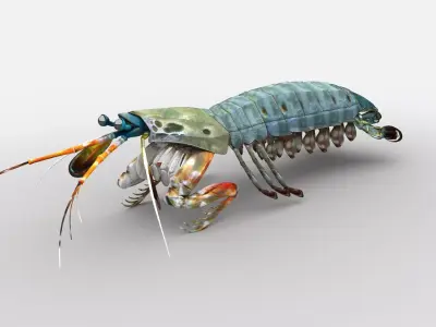 Mantis Shrimp Squill Low-poly 3D model