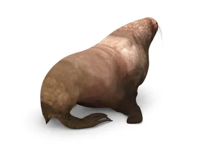 Sea lion Low-poly 3D model