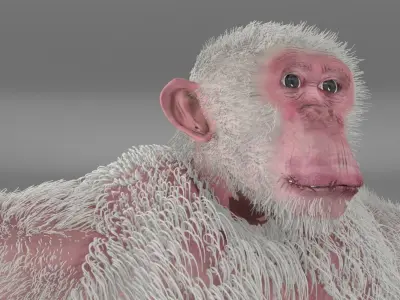 Albino Chimpanzee 3D model