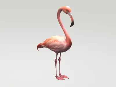 Florida Flamingo - Realistic 3D model