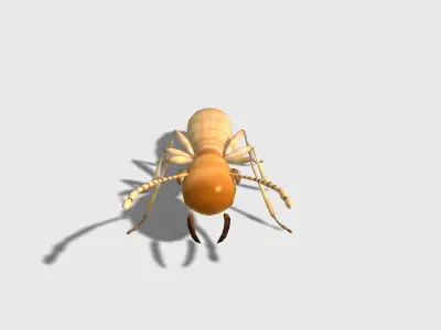 rigged animated termite white ant Low-poly 3D model