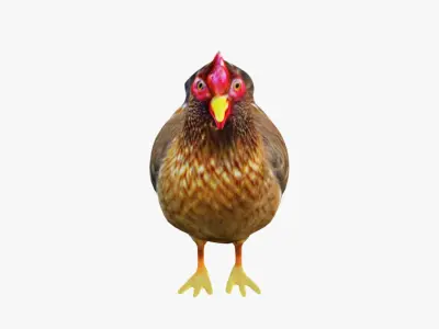 Hen Animal Free 3D model