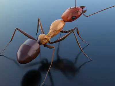 Ant 3D Rig Low-poly 3D model
