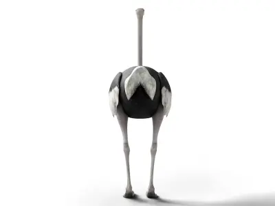 Ostrich Camel Bird Animal Low-poly 3D model
