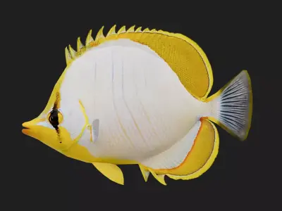 Butterflyfish Low-poly 3D model