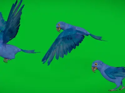 Hyacinth Macaw Parrot Low-poly 3D model