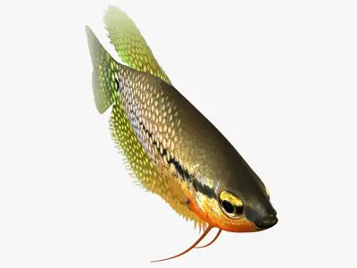 Pearl Gourami 3D model