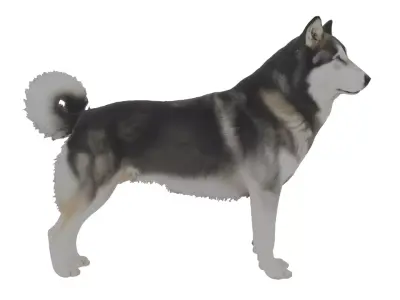 Alaskan Malamute Dog Low-poly 3D model
