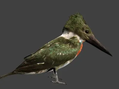 lowpoly bird kingfisher Low-poly 3D model