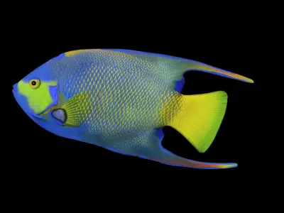 Angel Fish 3d Model 3D model