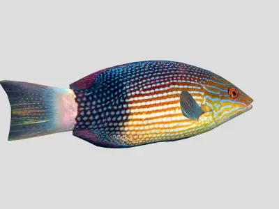 Mauritius hogfish 3D model