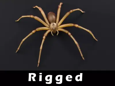 Brown Recluse Spider Low-poly 3D model