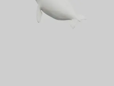 Beluga Whale swimming model Low-poly 3D model