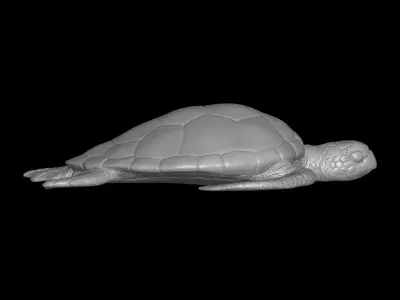 sea turtle 3D print model