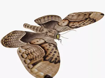 Owl Moth 3D model